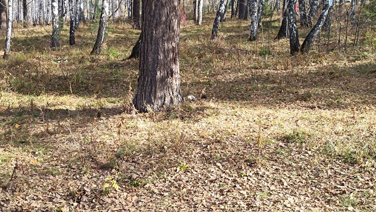 /Фото архив/Изучение парка на Синюшиной горе