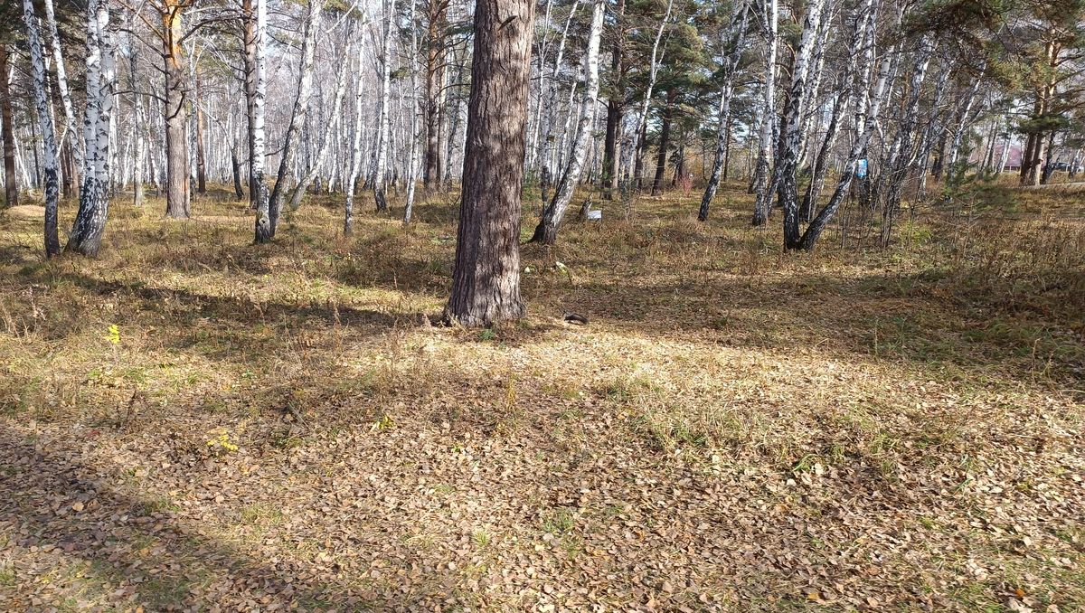 /Фото архив/Изучение парка на Синюшиной горе