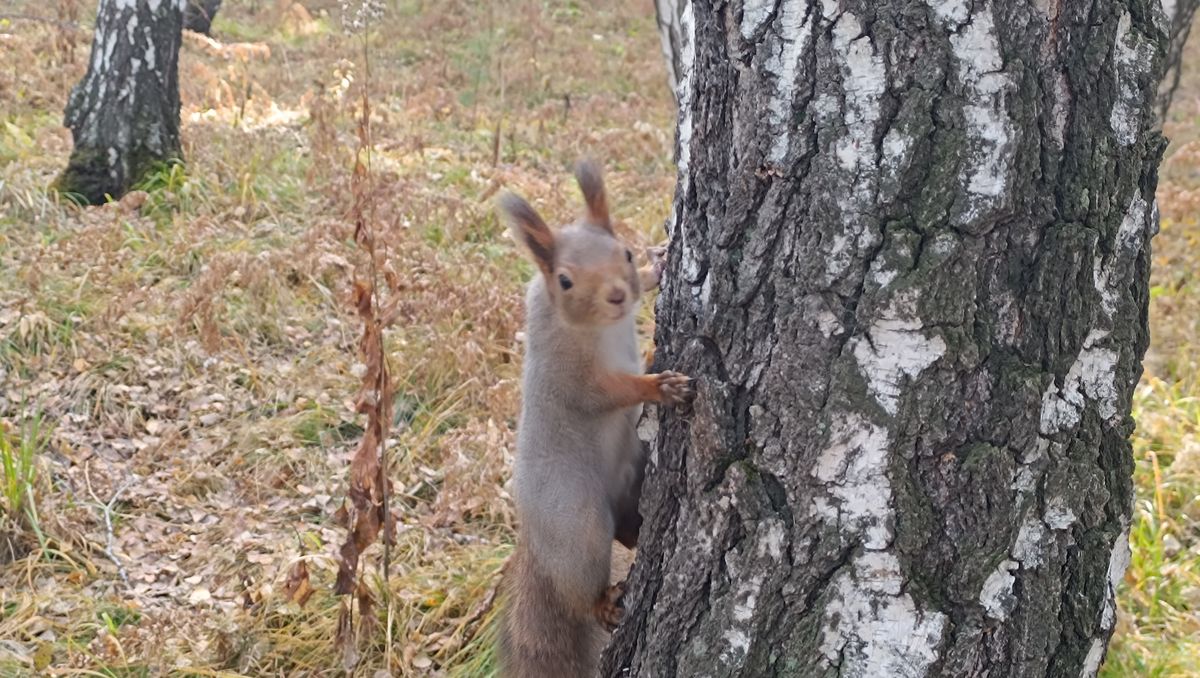 /Фото архив/Изучение парка на Синюшиной горе